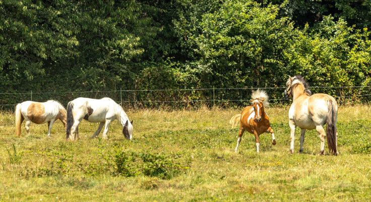 cheval, equitation camping